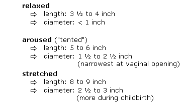 Average length of a vagina