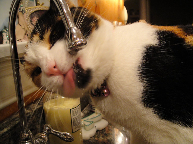 best of Not skinny Cat peeing thirsty