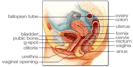 best of Of location clitoris anatomy Female