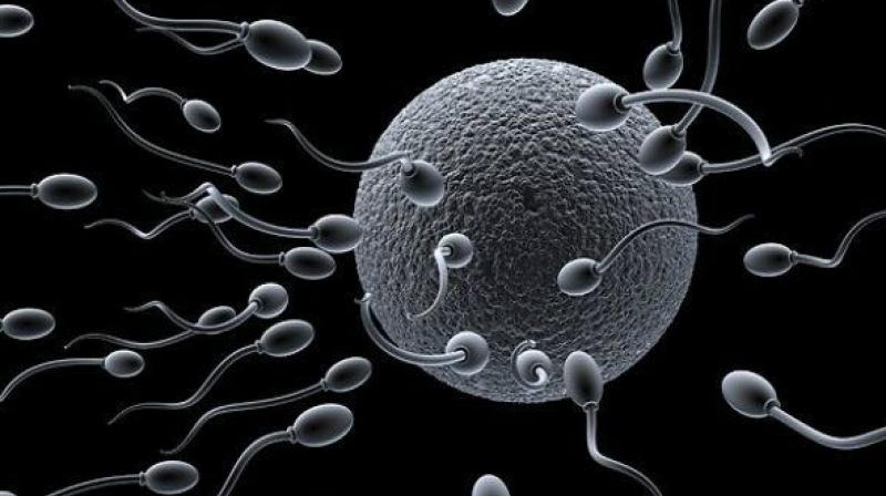best of Pictures egg sperm of Fertilization