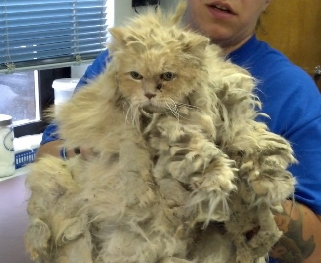 Shaved persian matted