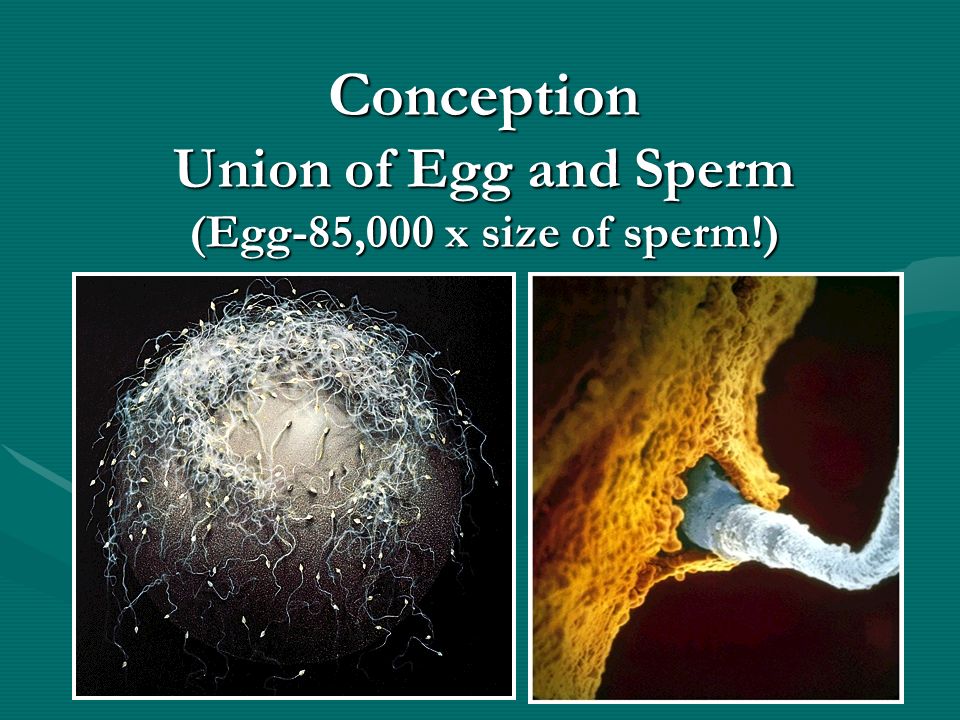 Size of sperm and egg