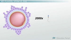 best of Of egg and Size sperm