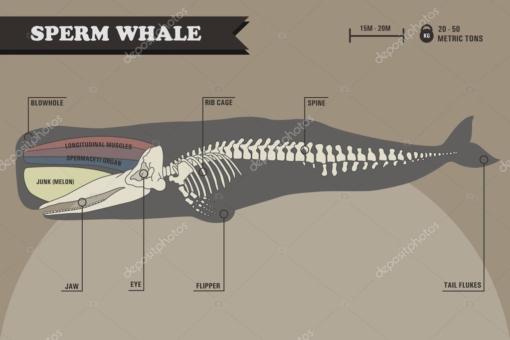 Sperm whale skull