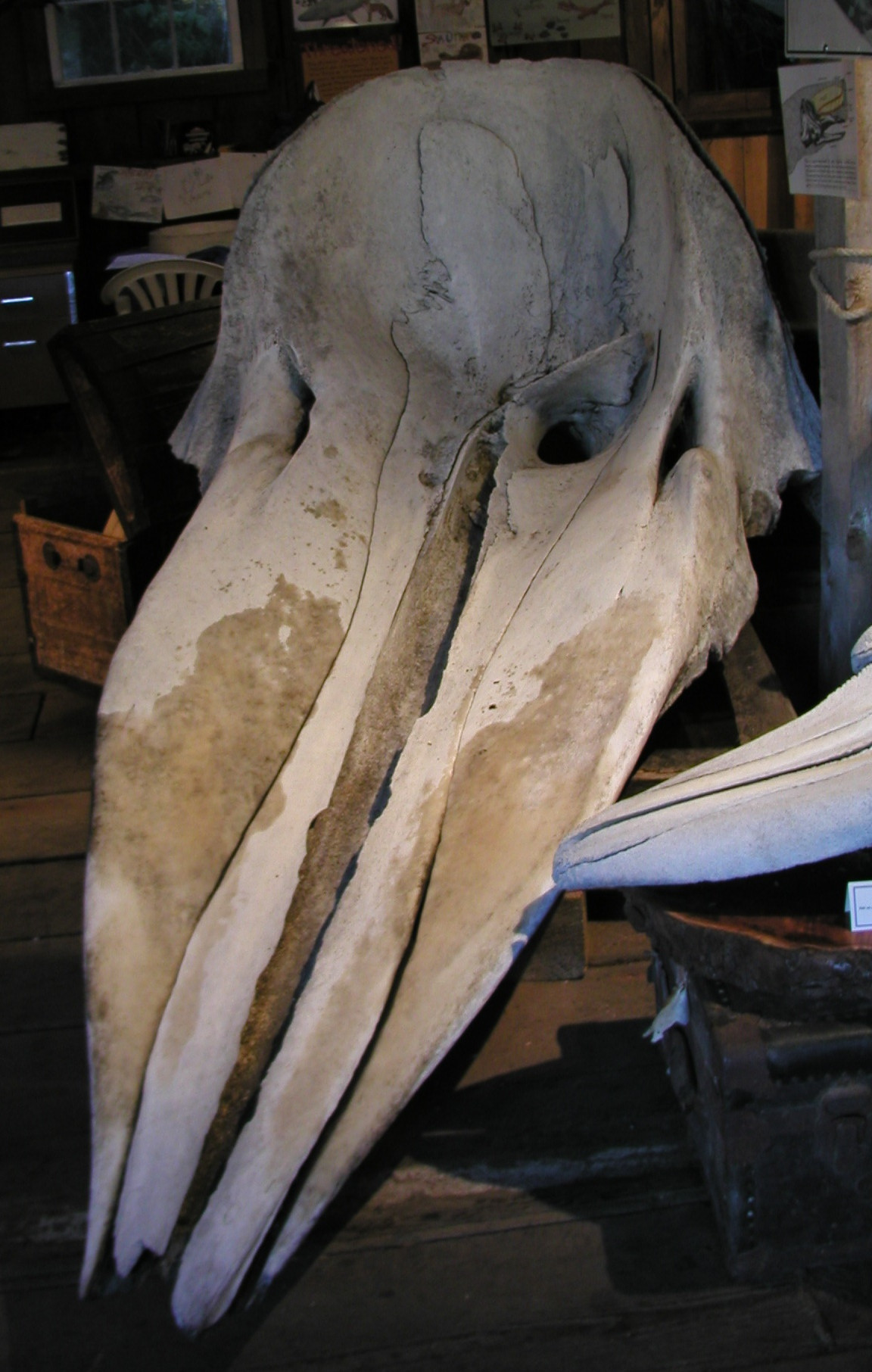 Sperm whale skull