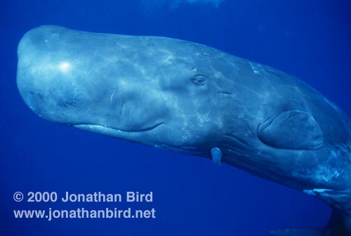Substance found in the sperm whale