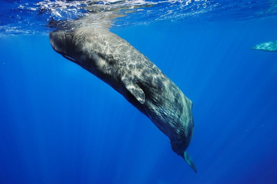 Queen reccomend Substance found in the sperm whale