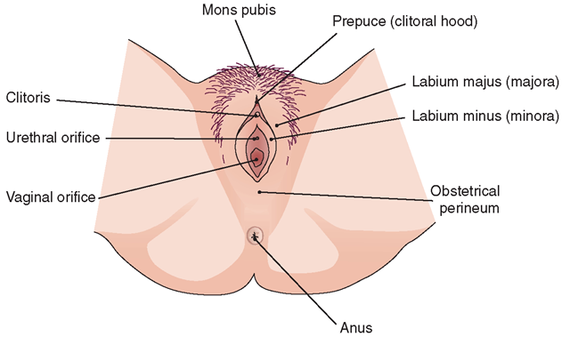 best of Orifice into the anus Urethral
