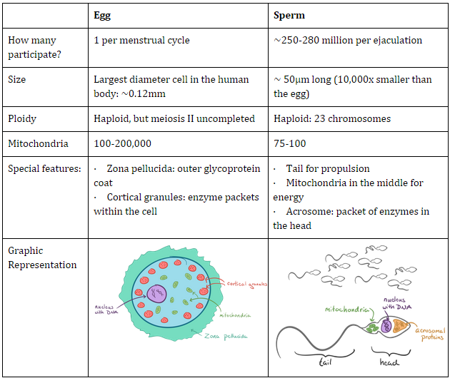J-Run reccomend Why do sperm and egg go through meiosis
